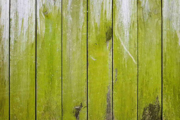 Algae on fence