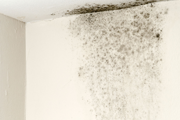 Black mould on walls